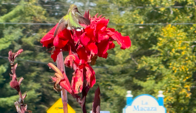 The Ruby-throated Hummingbird: A Winged Jewel of Our Summers