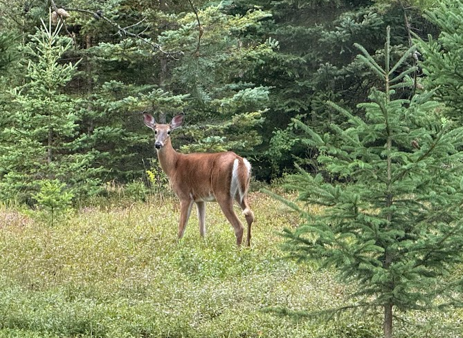 White-tailed Deer in the Mont-Tremblant Region: Observing and Coexisting