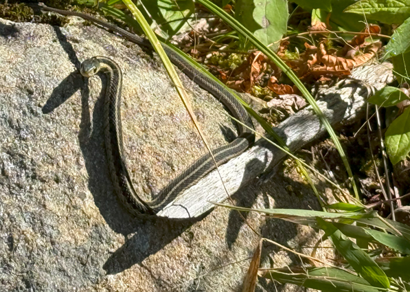 The Garter Snake: A Valuable Ally of Our Ecosystem