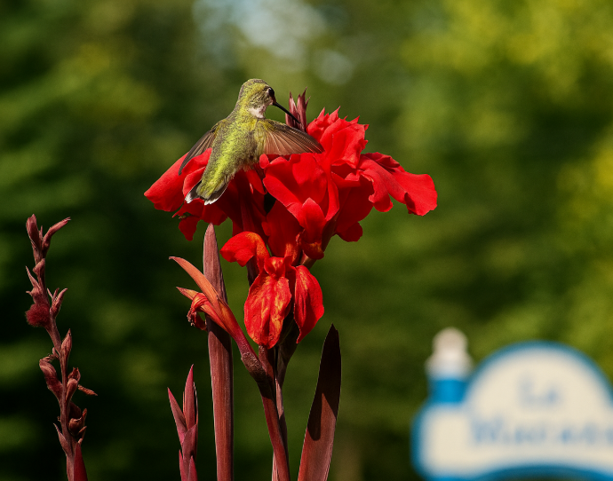 Ruby-throated hummingbird hovering in front of a red flower