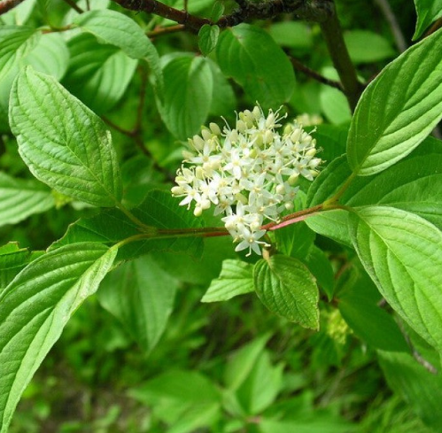 Red-osier dogwood and shrubby willows