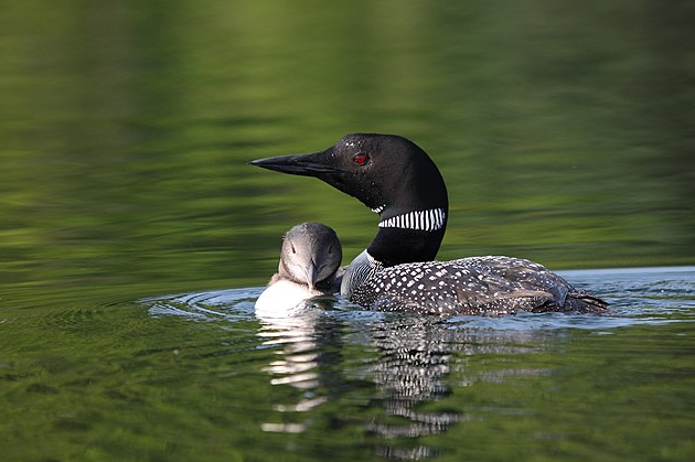 Common loon on a calm lake