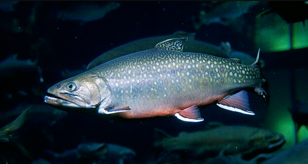 Brook trout in cool, clear water