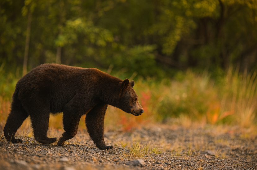 Moose in the Laurentian forest