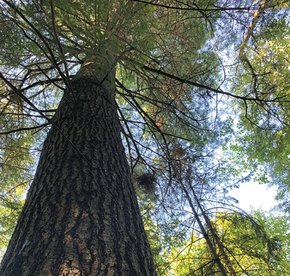 White pine and eastern hemlock