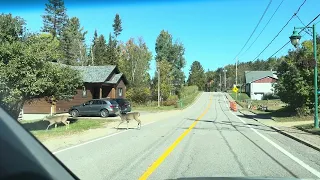 Morning Encounter with Deer